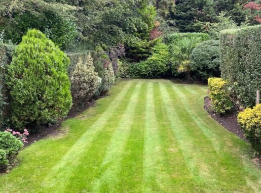 Lea-Valley-Garden-Services-Lawn-and-Hedge-Pruning