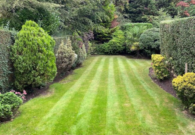 Lea-Valley-Garden-Services-Lawn-and-Hedge-Pruning